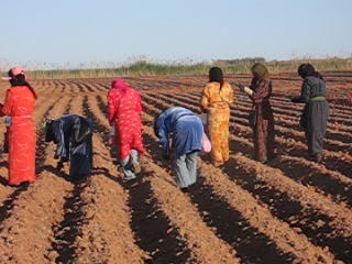 Euphrates Project - Syria - March 2010,  women seeding cotton.